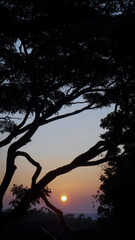 Dramatic Tree Silhouette Against Sunset Sky
