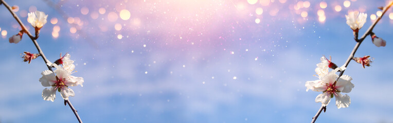 dreamy background of spring blossom tree. selective focus