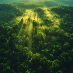 Obraz premium Breathtaking aerial view of a vast emerald-green rainforest with misty treetops at sunrise, sun rays casting a golden glow over dense untouched foliage Generative AI