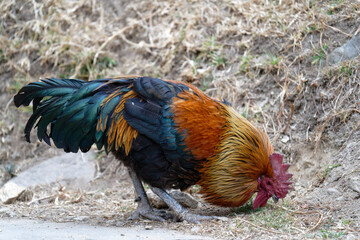 rooster