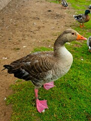 duck in the park