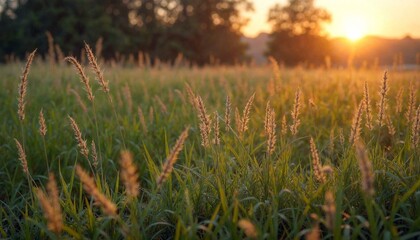 Tall Grass Field at Sunset with Trees