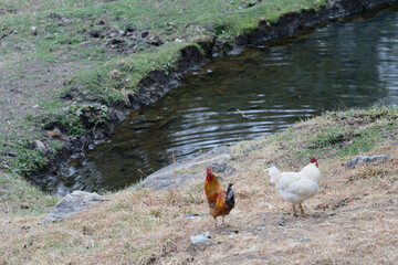 hen and rooster