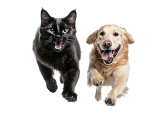 Playful Black Cat and Happy Golden Retriever Jumping Together in Studio Setting for Adorable Pet Photography