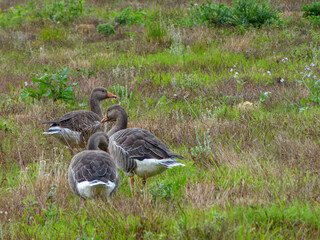 three Egyptian geese Alopochen aegyptiaca foraging for food in the countryside