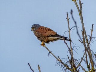 kestrel a bird of prey species belonging to the kestrel group of the falcon family perched in a tree with blue sky in the background