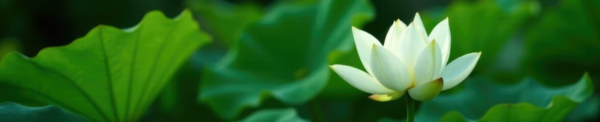 Fototapeta premium Lush greenery surrounds a majestic white lotus lily, lotus lily, foliage