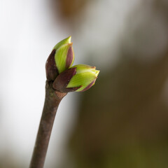 Green buds on branches in spring. Nature and blooming in spring time. Bokeh light background.
