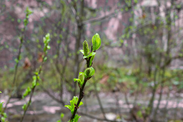 Green buds on branches in spring. Nature and blooming in spring time. Bokeh light background.