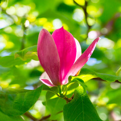 Pink flowers of Chinese magnolia or saucer, Magnolia x soulangeana, early spring, natural floral pink background, selective focus.