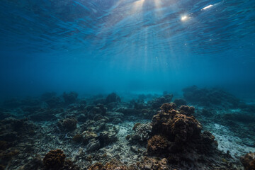 underwater scene with coral reef