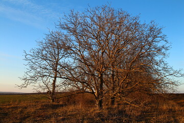 Obraz premium A tree in a field
