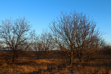 A group of trees in a field