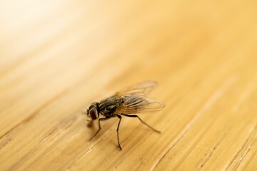 Close-up high-angle view of the Housefly on a wooden surface