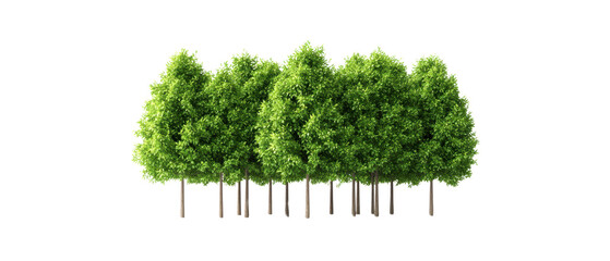 Fototapeta premium A cluster of lush green trees stands together, showcasing vibrant foliage and sturdy trunks.