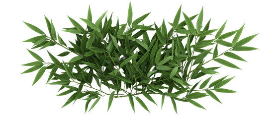 Fototapeta premium A cluster of vibrant green bamboo leaves arranged in a natural formation.