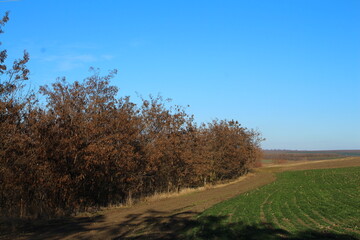 A road with trees and grass
