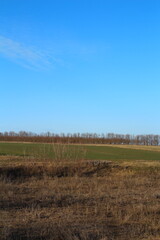 Obraz premium A field with grass and trees