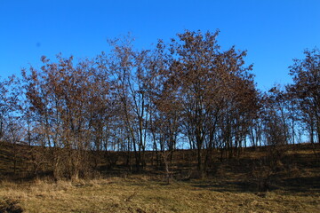 A field with trees and a building in the background