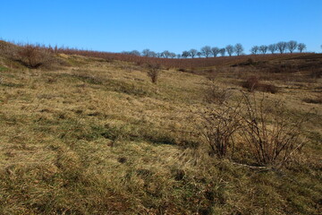 A field with trees and grass