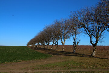 A group of trees in front of a sign