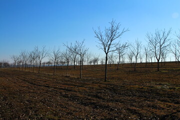 Obraz premium A field with trees and a fence