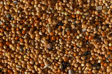 Colorful close-up view of a diverse bird seed mixture, showcasing grains and seeds in detail