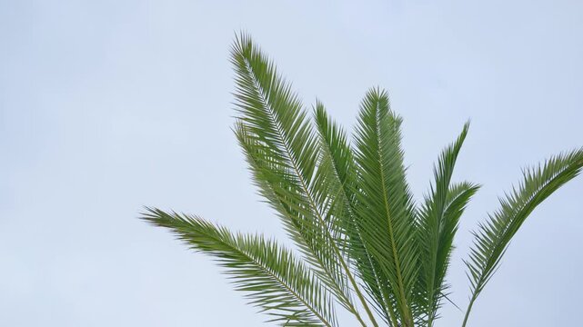 Palm tree leaves fronds moving in the wind against clear blue sky in the desert. Dry terrain in the Holy Land. Summer breeze moving the tree gently in hot weather. Strong green color outdoors