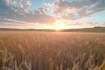 Golden Field Sunset: A breathtaking panoramic view of a vast field of golden wheat bathed in the warm, soft light of a setting sun, under a sky painted with beautiful clouds.