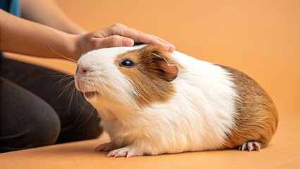 Obraz premium Close-up of a guinea pig being gently petted