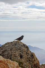 The alpine accentor on the pick Puig Campana, Finestrat, Spain  