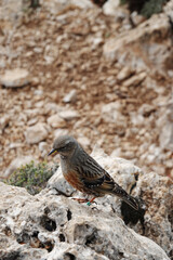 The alpine accentor on the pick Puig Campana, Finestrat, Spain  