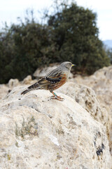 The alpine accentor on the pick Puig Campana, Finestrat, Spain  