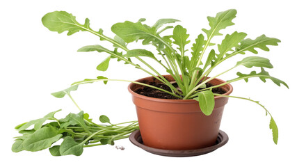 Obraz premium Arugula Plant in Pot, Isolated on Transparent Background, Brown Pot, Green Leaves, Herb, Arugula, Herb, Plant