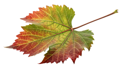 Autumn Grape Leaf, Isolated on Transparent Background High-Resolution Image, Fall Foliage, Botanical Illustration, grape leaf, autumn, transparent background