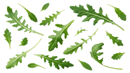 Collection of Fresh Green Rucola Leaves, Isolated on Transparent Background, Food Photography, Scattered Composition, arugula, herb, greens