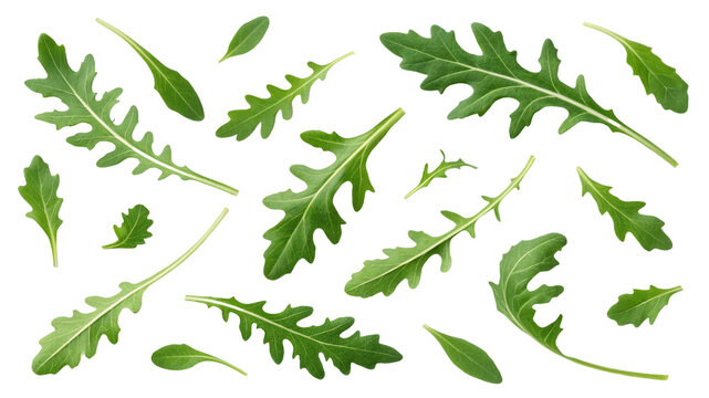 Collection of Fresh Green Rucola Leaves, Isolated on Transparent Background, Food Photography, Scattered Composition, arugula, herb, greens