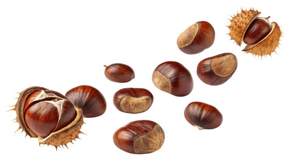 Floating Chestnuts Composition Multiple Brown Chestnuts and Spiky Husks Isolated on Transparent Background, Autumn Harvest, Food Photography, Chestnuts, Autumn, Food