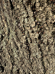 Tree Bark and Insects: A Close-Up of Nature's Details
