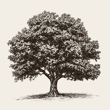 Detailed oak tree hand drawn black and white vector illustration.