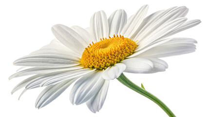 Obraz premium Single Chamomile Flower, Isolated on Transparent Background, High-Resolution Image, Botanical Illustration, Floral Design, Chamomile, Flower, PNG