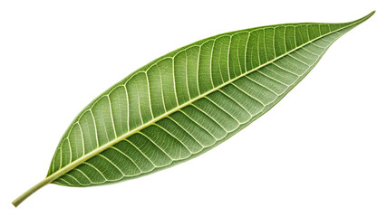 Fototapeta premium Single Green Leaf, Detailed Veins, Isolated on Transparent Background, Nature Photography, Botany, Leaf, Plant, Nature