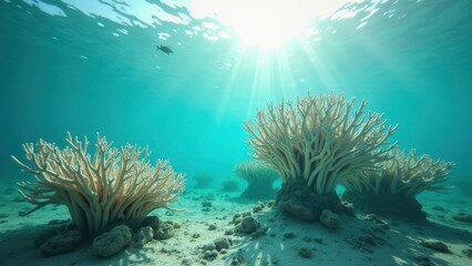 Fototapeta premium Bleached coral formations in shallow clear water under bright sunlight and blue sky 