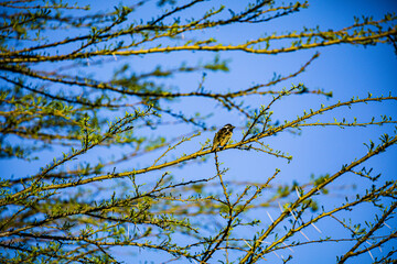 tree branches against blue sky