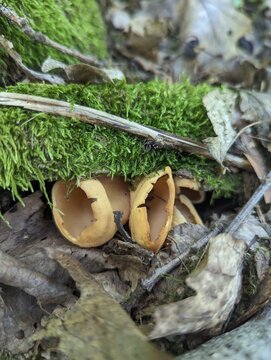 Otidea onotica mushrooms grow under a mossy branch in a summer forest