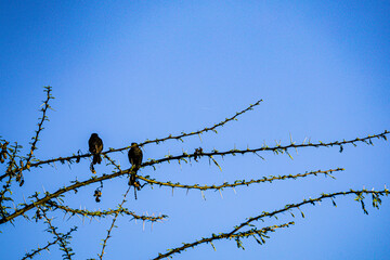 birds on wire