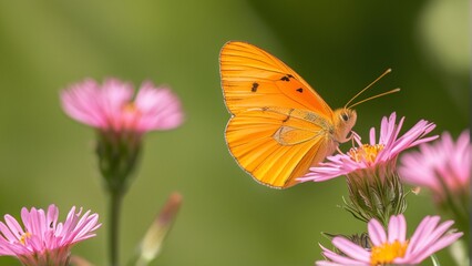 Obraz premium Bright orange butterfly perched on pink flowers, vibrant green background.