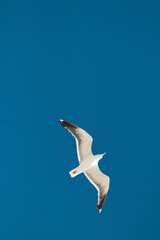 seagull in flight