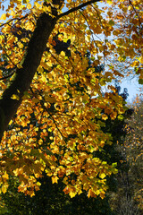 Yellow maple leaf in autumn light: symbol of nature and the change of seasons.