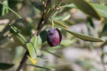 ripe olives on the branches of an olive tree
